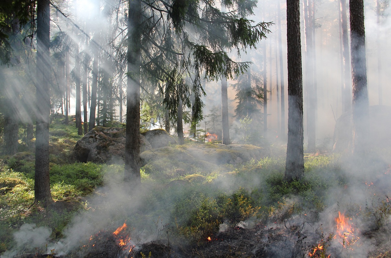 Naturvårdsbränning i skog