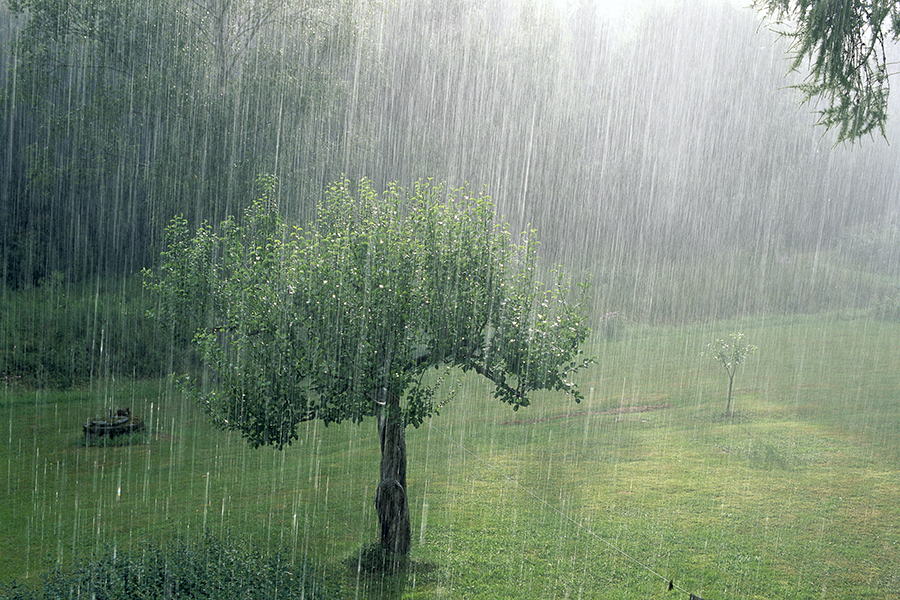 Regn i trädgård